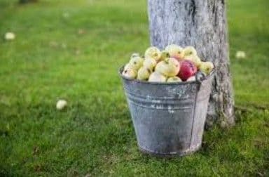 ВІДРО З ЯБЛУКАМИ